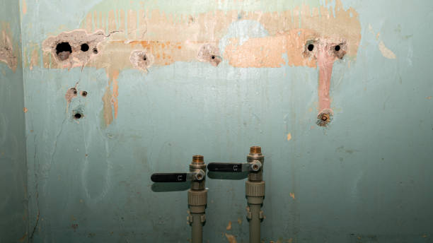 Best Mold removal after water damage  in Amelia, OH